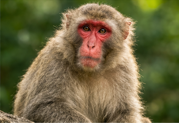 Khỉ mặt đỏ